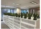 Indoor Plants Benefits for Healthier Office Spaces