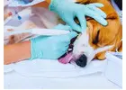 Support Your Pet's Oral Health with Professional Dental Care