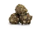Purple Kush: Discover the Aroma and Appeal of This Popular Indica Strain