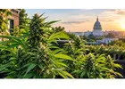 Exploring Botanical Options And Cannabis Plants In Northwest Dc
