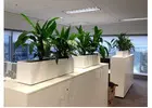 Best Indoor Plants for Stylish and Healthy Spaces