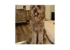 Golden Doodle Groomer: How To Choose The Right Haircut For Your Dog