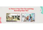 Cat Boarding Services | CGS Hospital