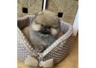 Pomeranian Pup Te Koop – Schattig, Gezond en Betaalbaar