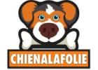 Les Meilleures Tondeuses Électriques Pour Chien