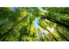 Bald Cypress Glenview