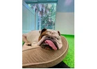 All Dogs Rock | West Palm’s #1 Pet Paradise |