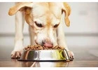 Shop Smart: Affordable Dog Food in Singapore