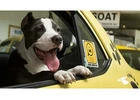 Convenient Dog Taxi Service in Hoboken