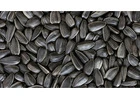 Need Sunflower Seeds For Oil Production?  Partner With Us