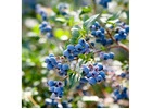 Blueberry Plant Buy – Freshness, Quality & Growth with Sheel Biotech