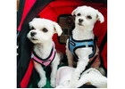 Your Neighborhood UWS Manhattan Vet in NYC with a Personal Touch