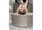 American Bully and American Pitbull Terrier Puppies for sale |