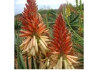 Aloe Mighty Sunset: Bright Winter Blooms by Natura Creative
