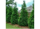 Tree Planting | Trees for Sale | Buy Direct from Farm with Delivery