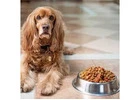 Singapore’s Pet Lovers Buy Dog Dry Food from Petfolio – Find Out Why