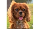 Ruby Cavalier King Charles Spaniel Puppy