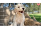 Premium Labradoodle Puppies in Texas
