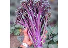Natura Creative – Growing the Colorful Purple Broccoli