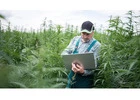 Cannabis Accounting