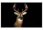 Tecate Creek Whitetails: Premier Deer Breeders in Texas