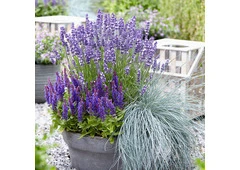 Festuca glauca Casblue by Natura Creative – Soft Blue Charm Festuca glauca Casblue by Natura Creative – Soft Blue Charm