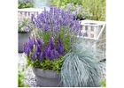 Festuca glauca Casblue by Natura Creative – Soft Blue Charm