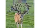 Discover Top-Quality Breeder Bucks for Sale in Texas at Tecate Creek Whitetails