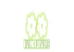 Same Day Flower Delivery Rosanna Same Day Flower Delivery Rosanna