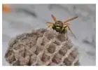 Quick and Reliable Wasp Nest Removal 