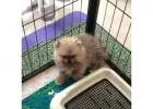 Little Paris Precious Black Pomeranian Puppy For Adoption