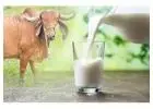 Gir Cow Milk in Kolkata - Puremilk