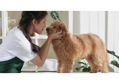 Pet Grooming Home Service Pet Grooming Home Service