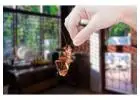 Peace of Mind in Melbourne: Expert Cockroach Removal Services 