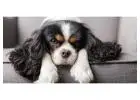 Ruby King Charles Cavalier Puppies