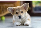 Pembroke Welsh Corgi Puppies – Adorable, Playful, and Loving Companions
