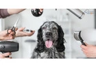 How to Choose Quality Pet Grooming Services for Your Pets?