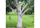 Buy Birch Tree | River Birch Trees Online with Delivery, Planting & 1 Year Warranty