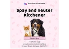 Spay and Neuter Clinic in Kitchener – Caring Pet Surgery with Gentle Hands