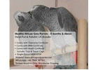 Healthy African Grey Parrots for Sale – Hand Raised & Fully Certified