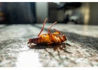 Effective Pest Control in San Antonio, Texas: Protecting Homes and Businesses