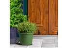 Skylight Boxwood: Elegant, Strong Green for Every Garden