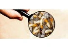 Termite Inspections | Bug Free Pest Control