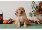 English Golden Retriever: Trusted Breeder Offering Exceptional Family Companions