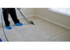 Reliable Carpet Cleaning Services in Southeastern Michigan