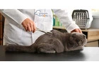 How Mobile Pet Grooming Dubai Makes Pet Care Easier for You?