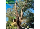 Professional Arborist Services in Brighton, Melbourne