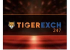 Win Big Daily on Tiger Exchange 247