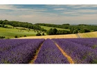The tailor-made Day trips to Cotswolds offer direct pickups in luxury AC coaches and minivans