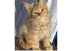Kittens For Sale in Wisconsin: Healthy Maine Coon Kittens Ready For Loving Homes